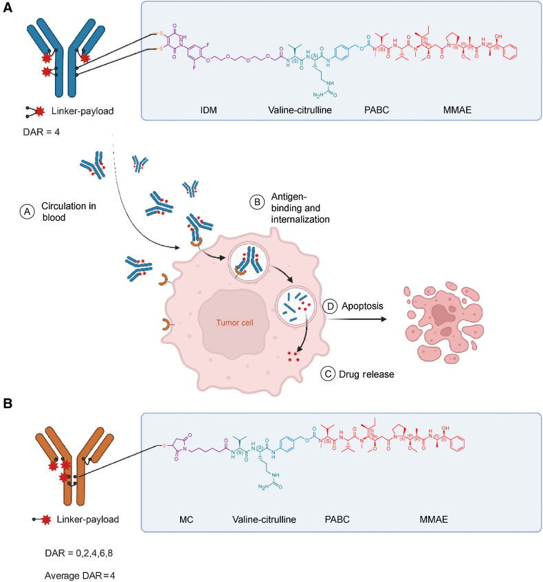 Figure 1. Structure and characterization of 9MW2821 and EV. A, Chemical structure of 9MW2821 contains three key components, a nectin-4 specific antibody, a hydrolyzable di-substituted maleimide (IDM) with a cleavable valine-citrulline dipeptide, and a microtubule inhibitor MMAE. B, Chemical structure of EV. Images were created with Biorender.com.
