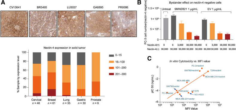 Figure 2. Antigen expression and in vitro cytotoxicity. A, FFPE samples (176) were analyzed by IHC for H-score. Most cancers were nectin-4-positive. Although only 10% of the samples exhibited an H-score greater than 200, in breast cancer, lung cancer, cervical cancer, or prostate cancer, 30% to 50% exhibited an H-score greater than 100. B, Bystander killing effect of 9MW2821 and EV. Nectin-4–negative PC-3 cells were unaffected by 9MW2821 and EV, whereas the negative PC-3 cells were inhibited when the PC-3/nectin-4 (nectin-4–positive cells) were gradually added. Each experiment was performed three times to calculate the mean cytotoxicity and SD. C, The relation between antigen expression and ADC efficacy. The pIC50 are mean values of triplicate measurements of each cell line.