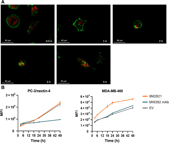 Figure 3. Internalization and lysosomal trafficking. MW282 mAb, 9MW2821, and EV were labeled with Alexa Fluor 488 using a commercial Alexa Fluor 488 conjugation kit (Abcam, catalog No. ab236553). A, Internalization and lysosomal trafficking of 9MW2821 in PC-3/nectin-4 cells, stained for lysosomes (red) and 9MW2821 (green). Costaining of lysosomes and 9MW2821 observed as yellow. Scale bars, 100 μm. B and C, Fluorescence signal increased as drugs accumulated intracellularly. Alexa Fluor 488–labeled MW282 mAb, 9MW2821, and EV were internalized and stored continuously in PC-3/nectin-4 (left) and MDA-MB-468 (right). Fluorescence signals are mean values of triplicate measurements for each cell line.