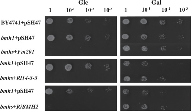 FIGURE 2