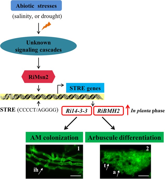 FIGURE 7