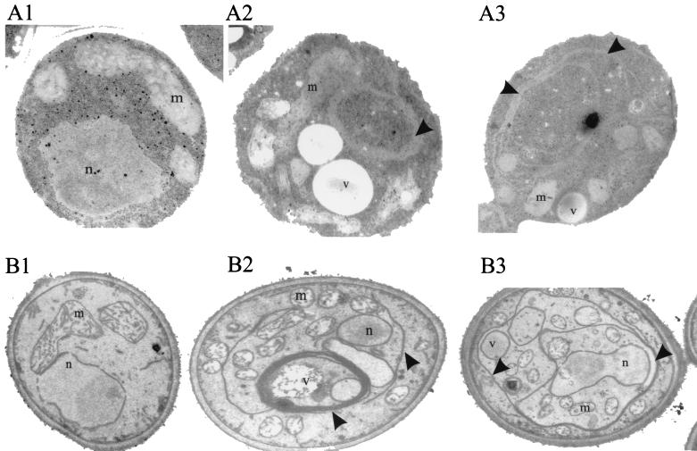 FIG. 5