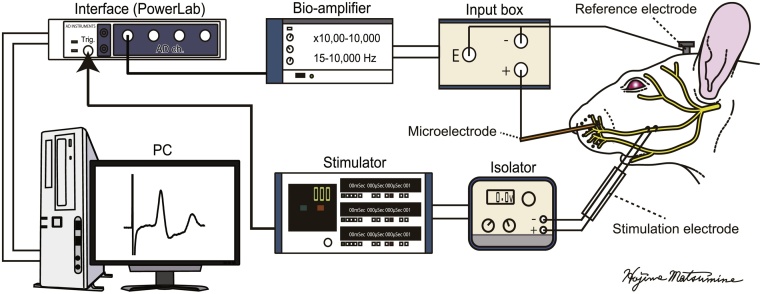 Fig. 1