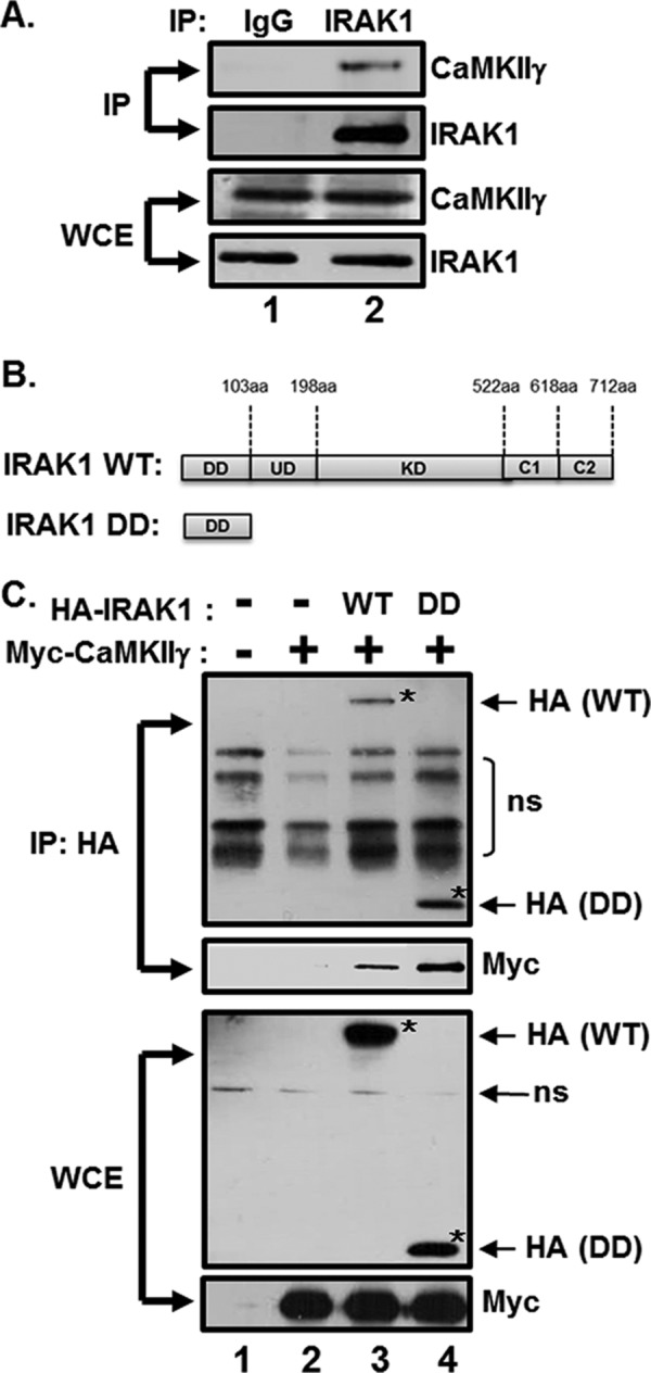 FIG 1