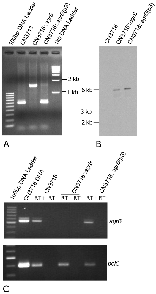 FIG 1 