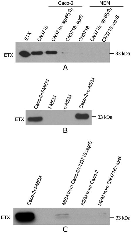 FIG 3 