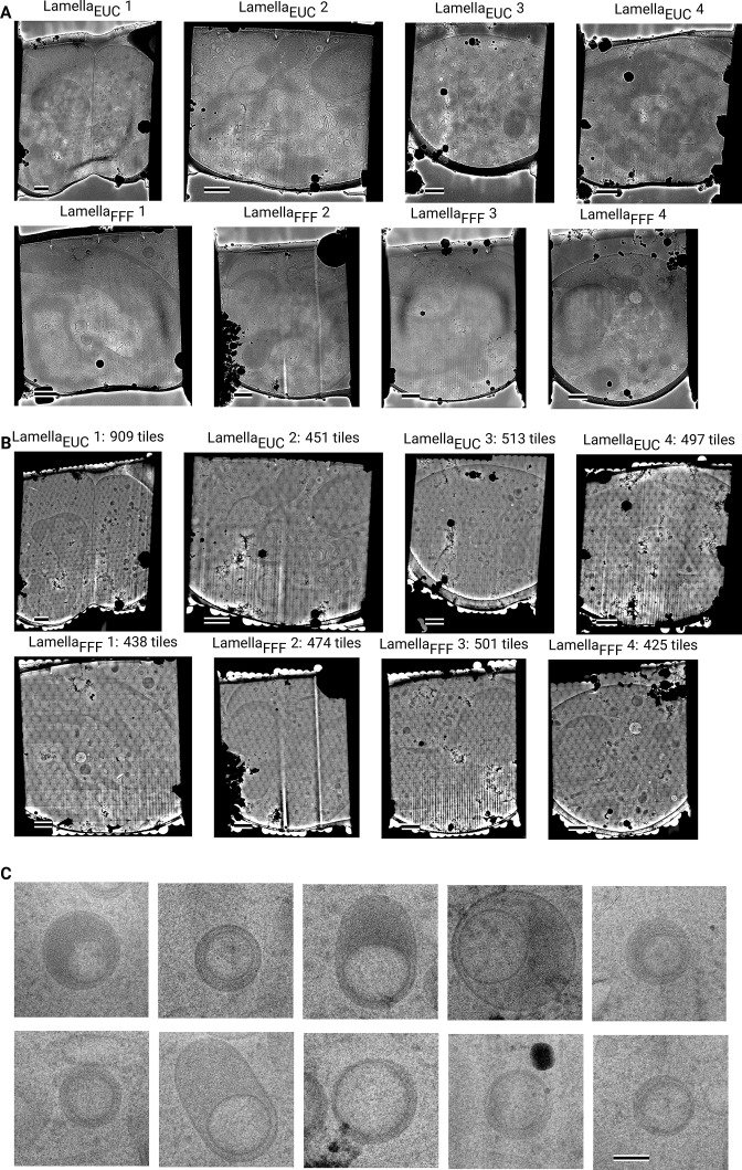 Figure 3—figure supplement 4.