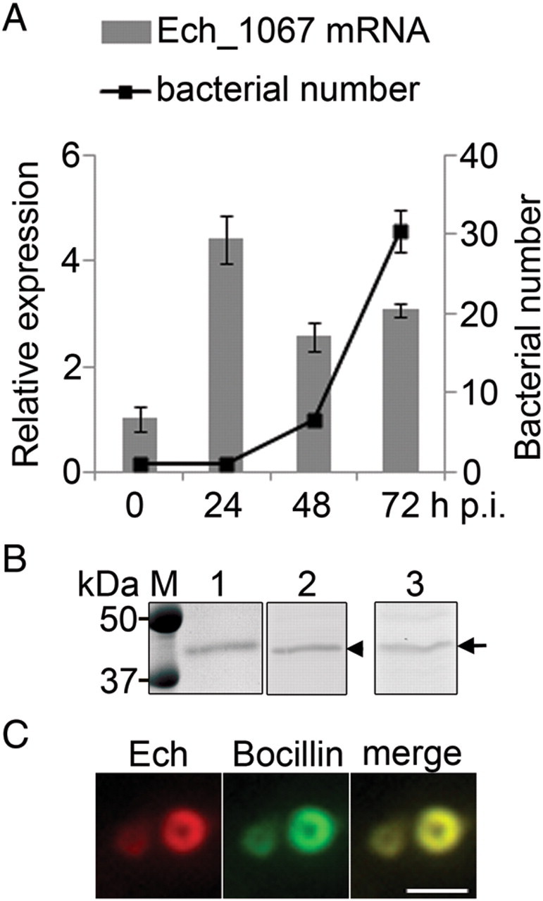 Figure 1.