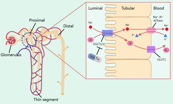 Fig. 1