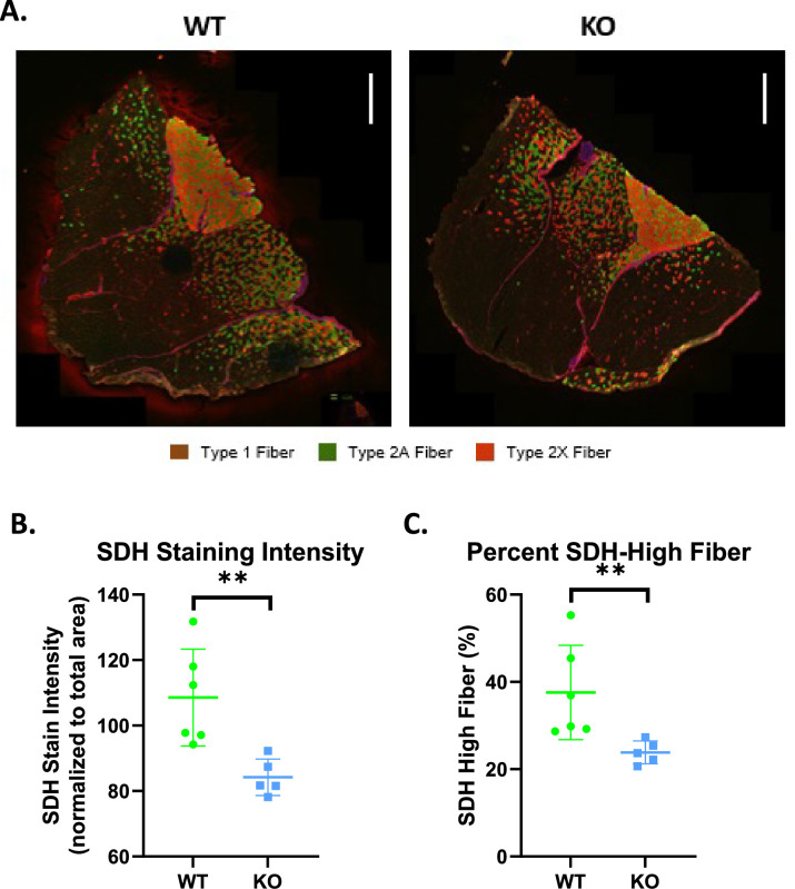 Figure 3—figure supplement 1.