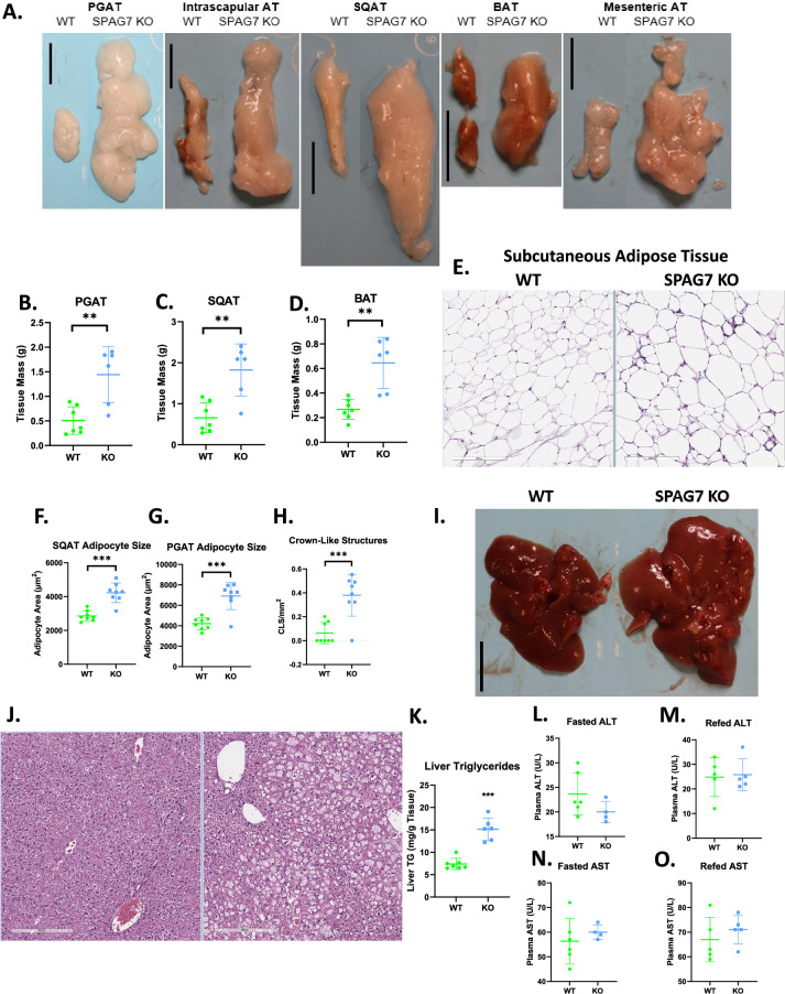 Figure 1—figure supplement 1.