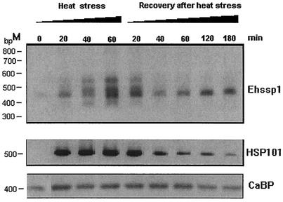 FIG. 8.