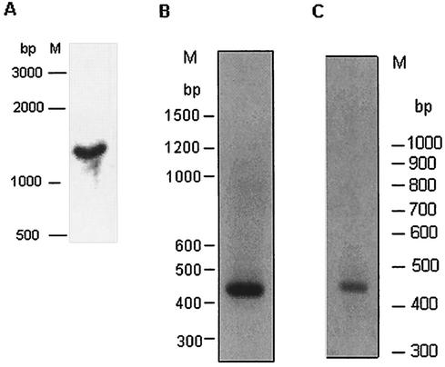 FIG. 5.