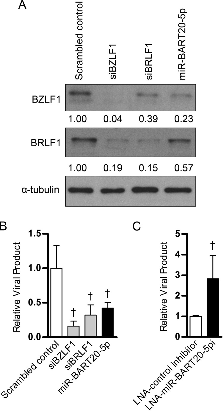 FIG 6