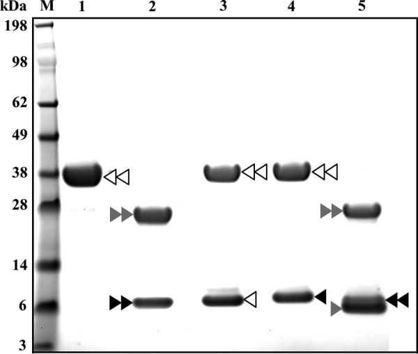 FIGURE 5.