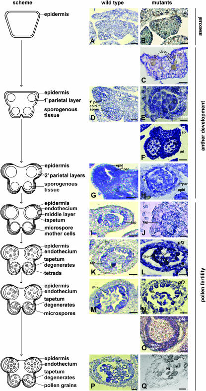 Figure 4.—