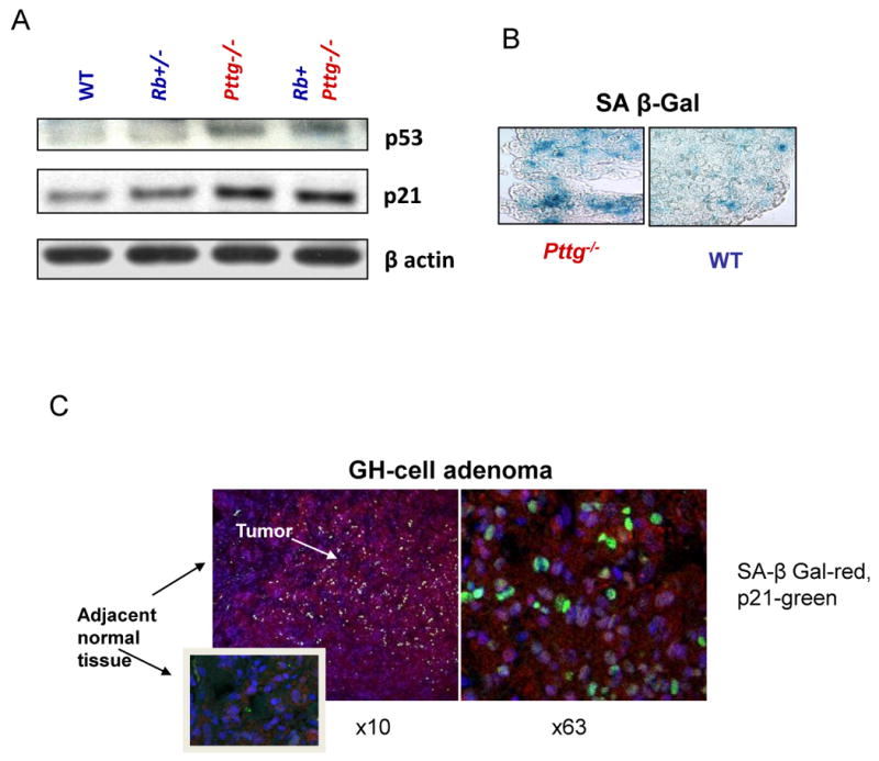 Fig.2