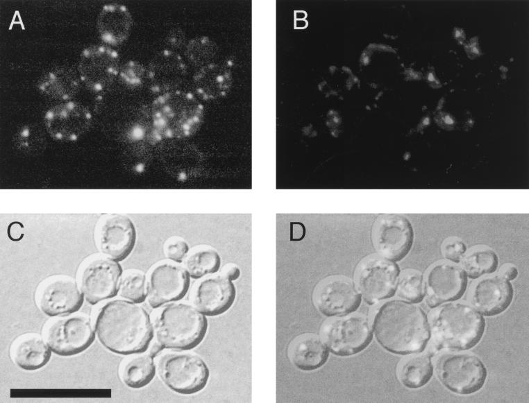 FIG. 7