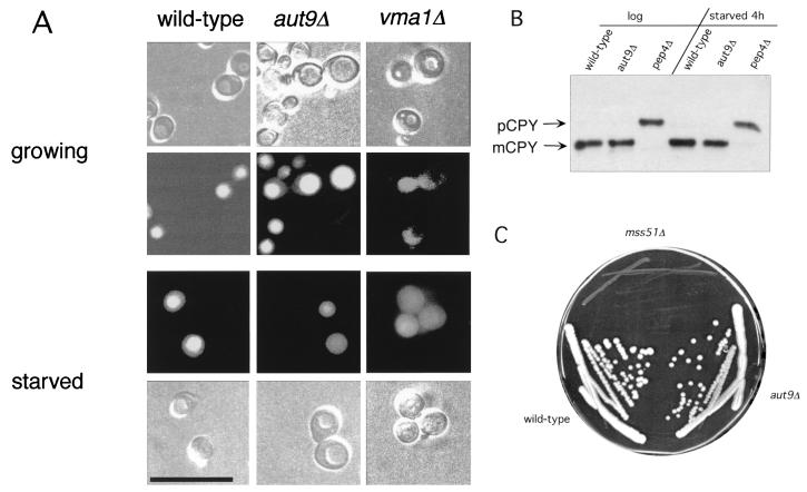 FIG. 6