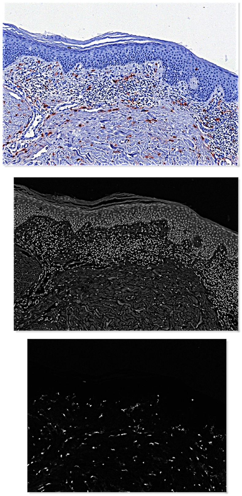 Figs 2a–c