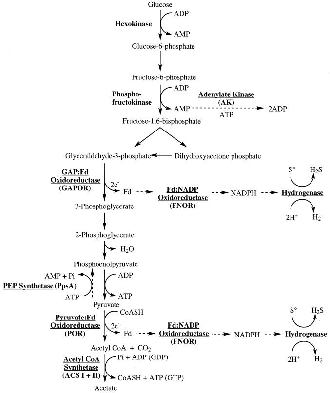 FIG. 1