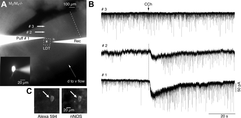 Fig. 9.