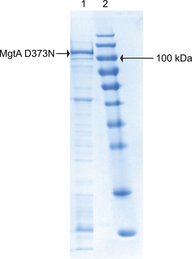 Figure 2—figure supplement 1.