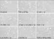 Supplementary Fig. 2