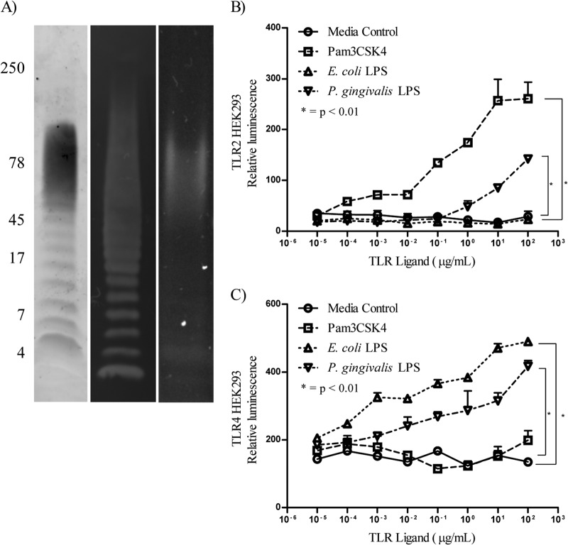 FIG 1