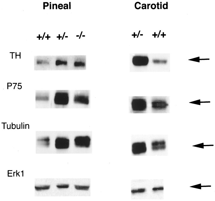 Fig. 9.