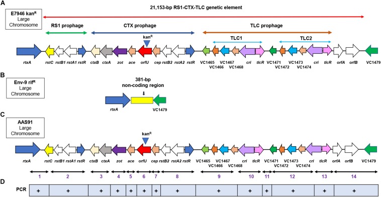 FIGURE 1