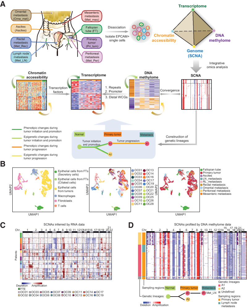 Figure 1. Identification of cancer cells and normal fallopian tube epithelial cells. A, The workflow diagram illustrates the sampling and analysis strategies. B, Uniform manifold approximation and projection (UMAP) plot of all single cells we sequenced. Colors indicate cell types (left), patients (middle), and sampling regions (right). LN, lymph node; RL, round ligament. C, Global SCNA patterns inferred from RNA data of single cells. Each row of the heatmap represents a single cell. The color bar on the left represents the patient origin of each single cell. D, The global SCNA patterns profiled by DNA methylome data of single cells at 1-M resolution (top) and schematic diagram of the evolutionary histories of genetic lineages during tumorigenesis (bottom) for OC09. Each row of the top panel represents a single cell. Each column represents a chromosome. The representative focal aberrations within chromosome arms used to define genetic lineages are marked. The global SCNA patterns of other patients were introduced in Supplementary Fig. S2.