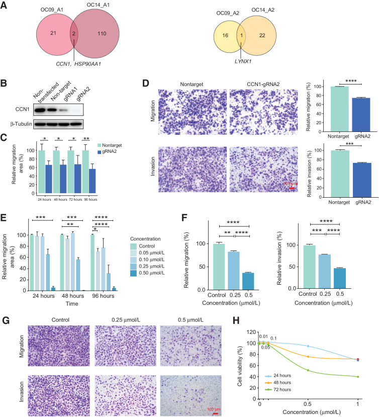 Figure 7. Intratumor heterogeneities of primary tumors reveal key genes involved in the metastasis. A, Venn plot showing the number of DEGs between lineage A1 and lineage A2 for OC09 and OC14. Left: upregulated genes in lineage A1; right: upregulated genes in lineage A2. B, Western blot analysis to verify the knockout of CCN1 in SKOV3 cells. C, The migration of SKOV3 cells knocked out of CCN1 was detected by wound healing assay, which was compared with the cells treated with the nontarget gRNA (*, P < 0.05; **, P < 0.01). D, The migration and invasion of SKOV3 cells after CCN1 knockout were assessed by transwell assay. Scale bar, 100 μmol/L (***, P < 0.001; ****, P < 0.0001). E, The migration of SKOV3 cells treated with the indicated concentrations of TAS-116 was evaluated using wound healing assay (*, P < 0.05; **, P < 0.01; ***, P < 0.001; ****, P < 0.0001). F and G, The migration and invasion of SKOV3 cells treated with the indicated concentrations of TAS-116 were assessed by transwell assay. Scale bar, 100 μmol/L (**, P < 0.01; ***, P < 0.001; ****, P < 0.0001). H, The cell viability of SKOV3 cells treated with the indicated concentrations of TAS-116 for 24, 48, and 72 hours.