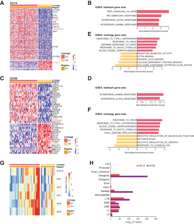 Figure 8. Intratumor heterogeneities of primary tumors reveal critical pathways involved in the metastasis. A and C, Heatmaps of DEGs between primary tumor cells of lineage A1 and lineage A2 for OC14 (A) and OC09 (C). B and D, GSEA analysis for OC14 (B) and OC09 (D) showing the enriched pathways of lineage A1 using hallmark gene sets. E and F, GSEA analysis for OC14 (E) and OC09 (F) showing the enriched pathways of lineage A1 using ontology gene sets. G, Heat map showing that the binding motifs of TFs involved in interferon responses is more open in lineage A1 than lineage A2 for OC09. H, Enrichment analysis of annotated genomic elements on hypomethylated tiles in lineage A2 compared with lineage A1.