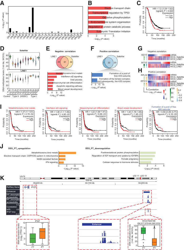 Figure 3. The regulation of SCNAs and DNA methylation on RNA expression. A, The enrichment of chromosomes using 361 DEGs upregulated in primary tumors. B and C, GO enrichment (B) and survival analysis (C) using the 46 upregulated DEGs on chromosome 8. D, DNA methylation levels (1-kb tile) of satellites and LINE1. E and F, Top: venn plot showing the DEGs whose expression levels were correlated with the methylation levels of satellites and LINE1. E, Upregulated DEGs whose expression levels were negatively correlated with the methylation levels of satellites and LINE1. F, Downregulated DEGs whose expression levels were positively correlated with the methylation levels of satellites and LINE1. Bottom: the GO enrichment analysis of the genes which may potentially regulated by both of satellite and LINE1 methylation. G, Examples of genes derived from E. mRNA, the gene expression of the corresponding gene; WCG, the DNA methylation levels of satellites or LINE1. H, Examples of genes derived from F. I, Survival analysis of gene sets derived from E and F. The mean expression of selected genes from gene sets were used to group patients. J, The GO enrichment analysis of upregulated DEGs (left panel) and downregulated DEGs (right panel) whose expression levels were negatively correlated with their promoter methylation. PT, primary tumor. K, Genome browser view showing that a distal region (WCG7649168: chr14: 94,577,079-94,583,033) potentially regulated the expression of IFI27. The left bottom boxplot shows the expression of IFI27. The middle bottom panel shows the zoomed-in views of a known enhancer which is overlapped with WCG7649168 and the chromatin accessibility of corresponding locations. The right bottom boxplot shows the DNA methylation levels of WCG7649168. PT, primary tumor.