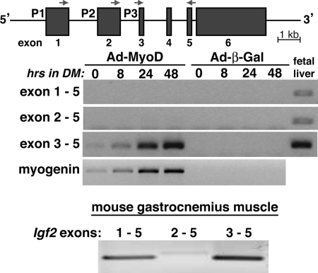 FIGURE 2.