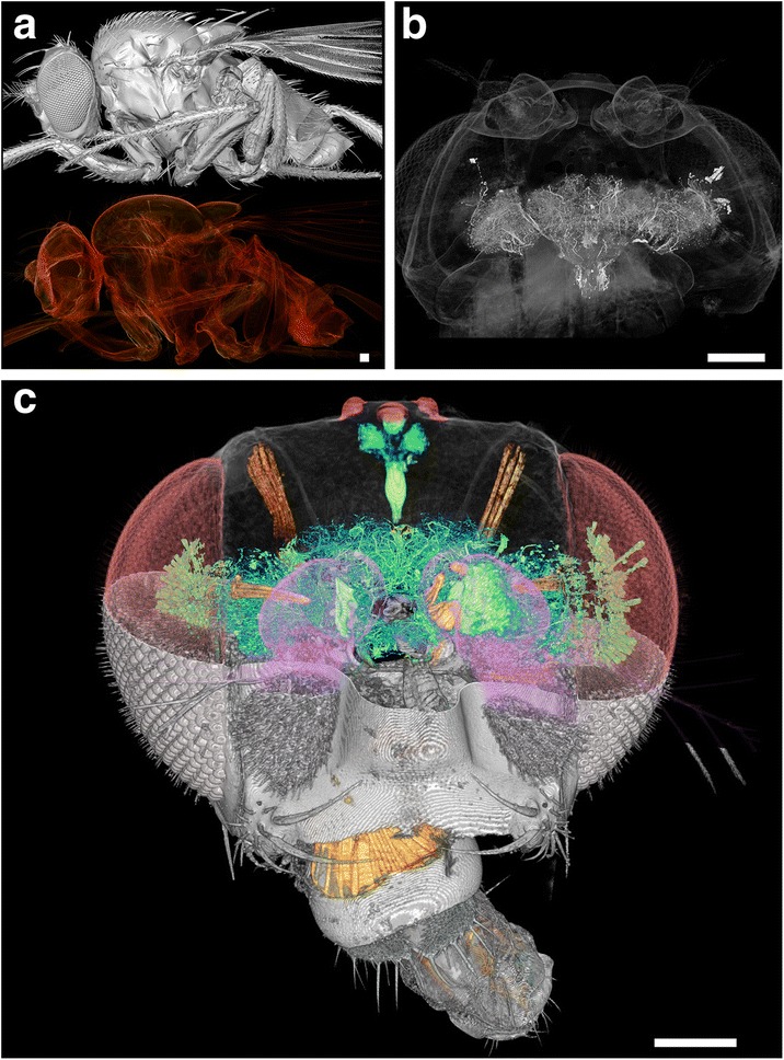 Fig. 1