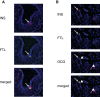 Figure 7