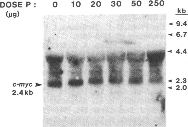 graphic file with name pnas00258-0079-a.jpg