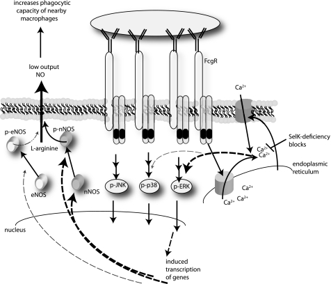 FIGURE 7.