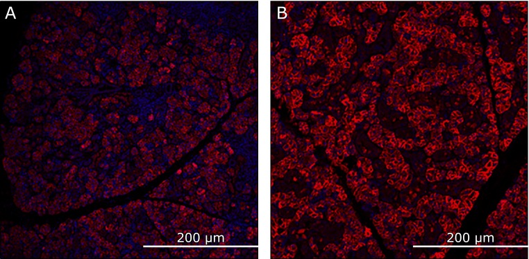 Fig. 9