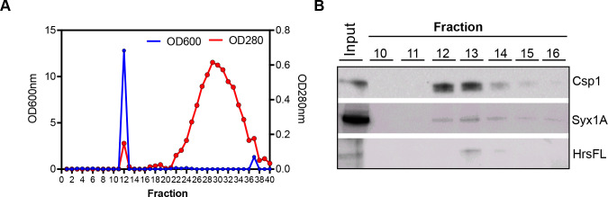 Figure 5—figure supplement 1.