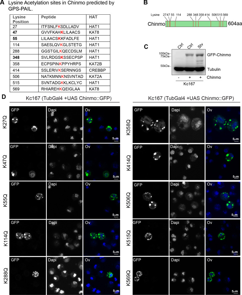 Figure 4—figure supplement 1.