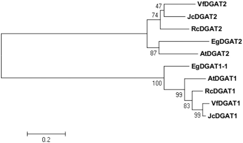 FIGURE 1