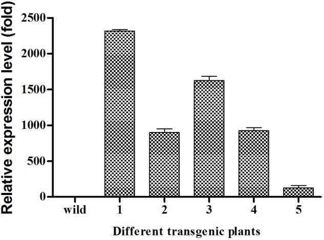 FIGURE 5