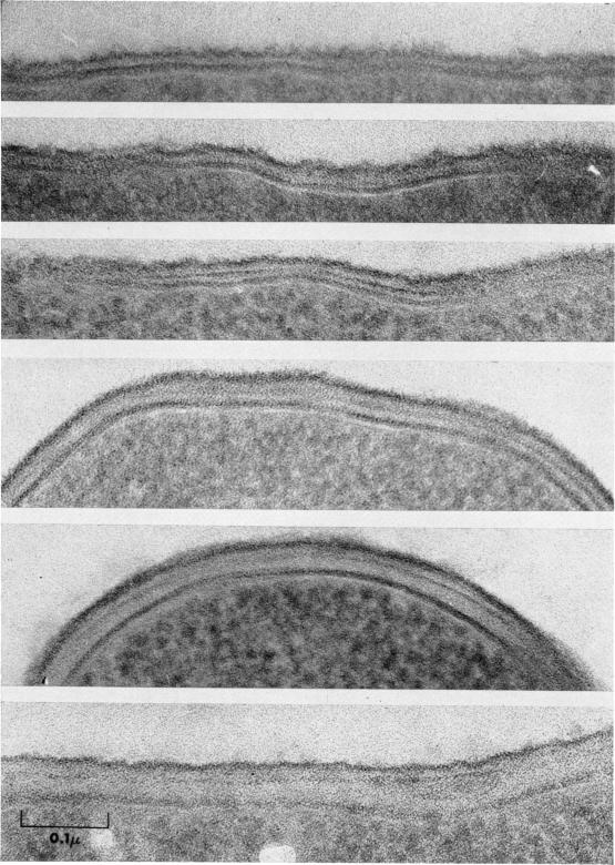 PLATE 2