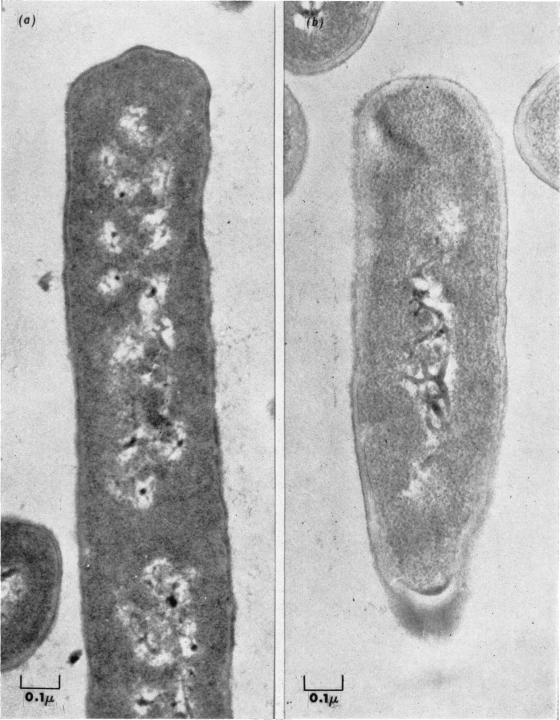 PLATE 1