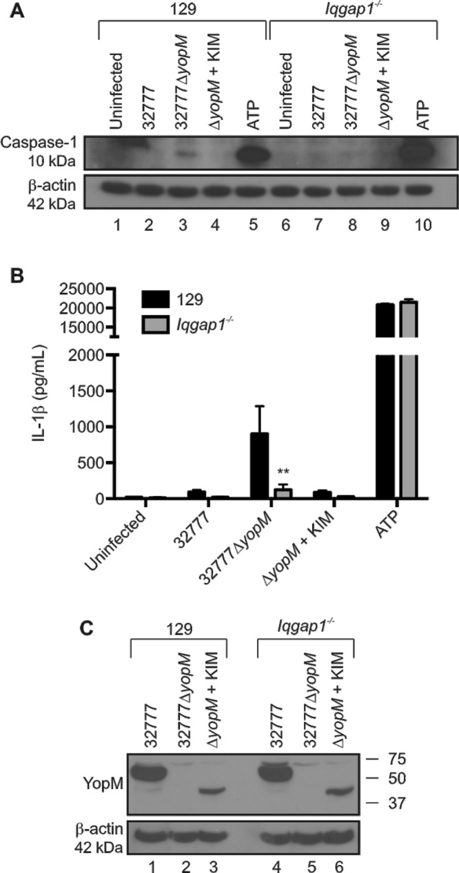 FIG 8 