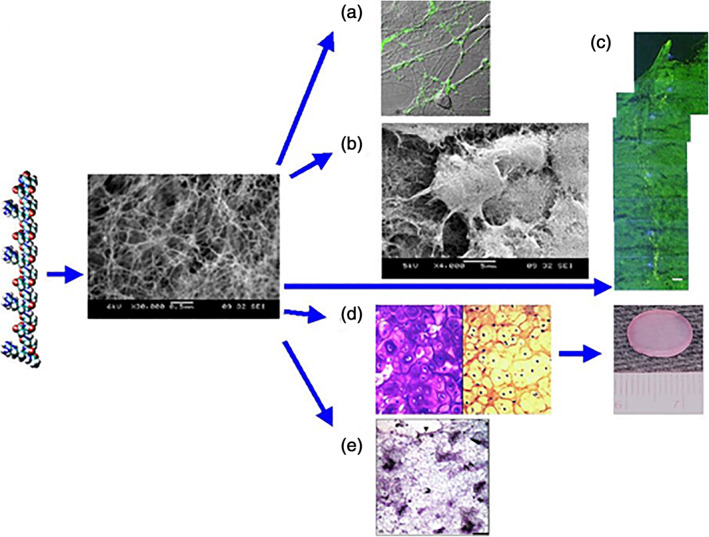 FIGURE 11