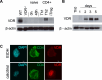 Figure 2—figure supplement 2.